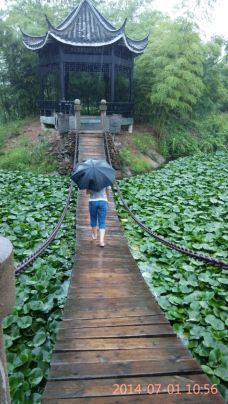 金孔雀相思林风景区-庐江-152****1392