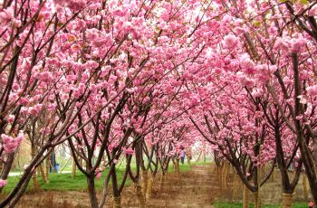 【携程攻略】从化区天适樱花悠乐园团购,天适