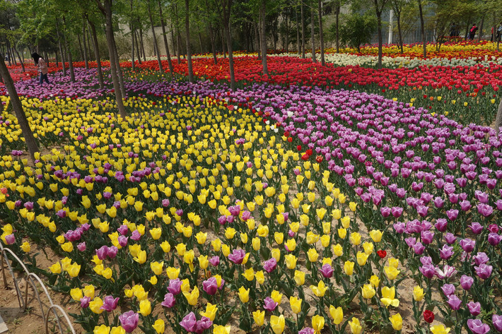 郑州两日游- 绿博园 --黄河湿地公园